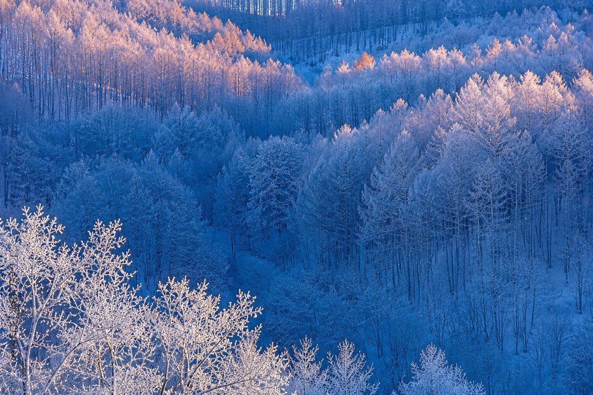 Forest landscape in Hokkaido
